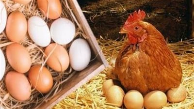 تحديثات أسعار الفراخ والبيض: استقرار نسبي في الأسواق المحلية اليوم