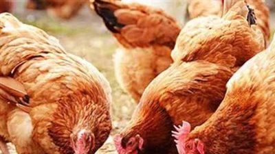 تفاصيل أسعار الدواجن الحمراء الساسو والبانية في المحال التجارية والأسواق المصرية اليوم