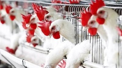 بورصة الدواجن اليوم.. أسعار الفراخ البيضاء والبلدي الأربعاء 22-7-2026