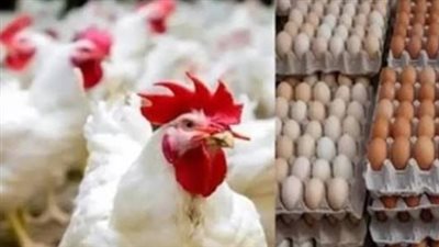 تحديث أسعار الدواجن اليوم الأربعاء.. الفراخ البيضاء تبدأ من 59 جنيهًا بالمزارع