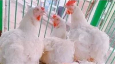 أسعار الدواجن اليوم الأحد 26-7-2026.. تعرف على سعر الفراخ البيضاء والساسو والبلدي