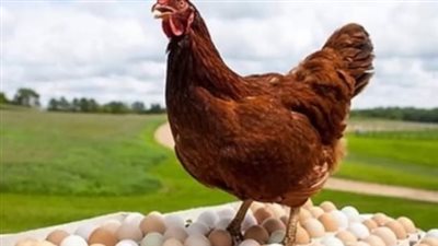 استقرار أسعار الفراخ البيضاء والبيض اليوم.. تعرف على آخر التحديثات