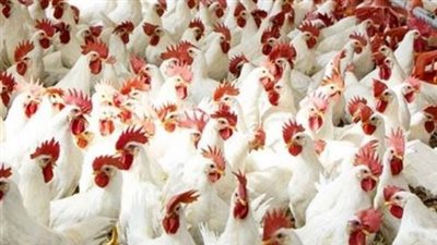أسعار الفراخ اليوم للمستهلك.. الأبيض والساسو والبيض
