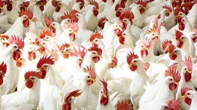 بورصة الدواجن اليوم.. أسعار الفراخ البيضاء والساسو والبلدي والبيض الأربعاء