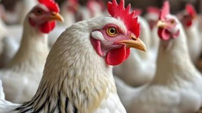 سعر الفراخ اليوم الأحد.. تعرف على أسعار البيضاء والساسو والبانيه