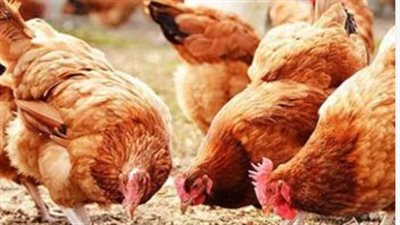 سعر الفراخ البيضاء والساسو اليوم في الأسواق