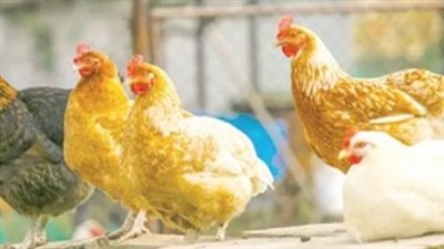 سعر كيلو الفراخ اليوم.. الأبيض والساسو والبانيه
