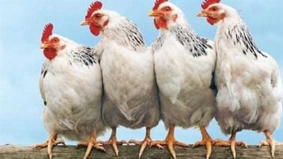 أسعار الفراخ اليوم 9 أغسطس.. اعرف سعر الكيلو