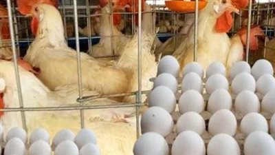 سعر الفراخ البيضاء والساسو اليوم.. آخر تحديث في الأسواق