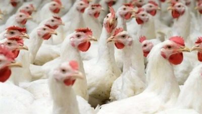أسعار الفراخ اليوم للمستهلك.. آخر تحديث من بورصة الدواجن