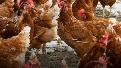 أسعار الدواجن والبيض اليوم.. تفاصيل حركة السوق