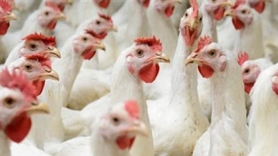 أسعار الدواجن اليوم.. الفراخ البيضاء بـ61 جنيهًا والساسو بـ81 جنيهًا