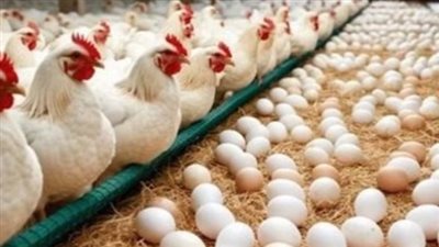 أسعار البيض اليوم 12 أغسطس 2026.. الأحمر بـ117 جنيهًا والأبيض بـ115