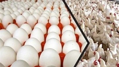 سعر الفراخ اليوم الأحد.. انخفاض واستقرار أسعار البيضاء والساسو والبلدي