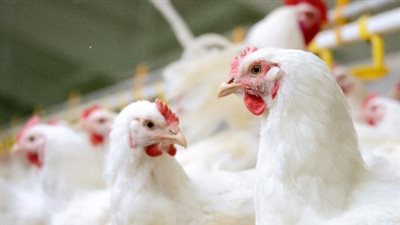 سعر الفراخ الساسو والبلدي اليوم الأحد.. تعرف على أسعار الدواجن في الأسواق