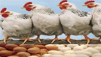 الفراخ بكام النهارده؟.. أسعار الدواجن والبيض اليوم الخميس 20 أغسطس