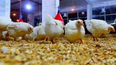 سعر الدواجن اليوم في الأسواق.. أسعار البيضاء والبلدي والساسو والبيض