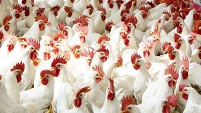 انخفاض أم ارتفاع؟.. أسعار الفراخ البيضاء ومشتقات الدواجن والبيض اليوم