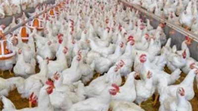 قبل ما تشتري.. أسعار الفراخ البيضاء والبلدي والبيض اليوم السبت بالتفصيل