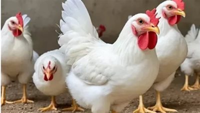 سعر كرتونة البيض اليوم السبت.. الأحمر والأبيض والبلدي في الأسواق