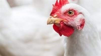 أسعار الفراخ اليوم 22 أغسطس.. سعر البيضاء والبلدي وكرتونة البيض للمستهلك