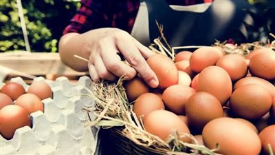 بورصة الدواجن اليوم.. استقرار أسعار الفراخ والبيض في الأسواق