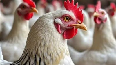 سعر الفراخ اليوم.. استقرار البيضاء وتراجع الساسو والبيض في بورصة الدواجن