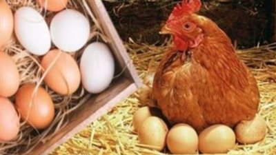 أسعار الدواجن والبيض اليوم.. تفاصيل بورصة الفراخ والأسعار للمستهلك