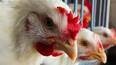 أسعار الفراخ اليوم.. تعرف على سعر البيضاء والبلدي والساسو والبانيه