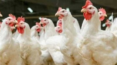 سعر كيلو الفراخ اليوم.. تعرف على أسعار البيضاء والبلدي والساسو