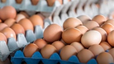 أسعار الدواجن اليوم في مصر.. استقرار نسبي في الفراخ والبيض بالأسواق