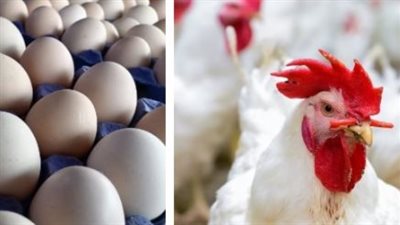 سعر كيلو الفراخ البيضاء اليوم.. 59 جنيهًا في المزرعة و69 جنيهًا للمستهلك