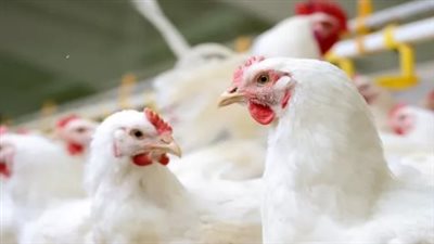 أسعار الفراخ اليوم في الأسواق.. الأبيض بـ69 جنيهًا والساسو بـ90 جنيهًا للمستهلك