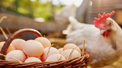 بورصة الدواجن اليوم.. استقرار أسعار الفراخ البيضاء وتفاصيل سعر البيض والبانيه