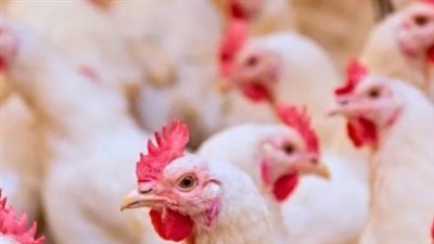 قطاع الدواجن في مصر.. 200 مليار جنيه استثمارات و3.5 مليون فرصة عمل
