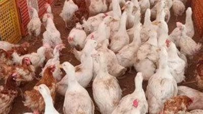 سعر الفراخ والبيض اليوم.. قائمة أسعار الدواجن وأجزاء الفراخ في الأسواق