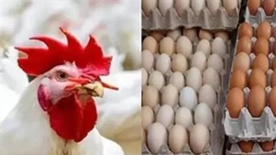أسعار الدواجن والبيض اليوم.. البانيه والشيش طاووق وكرتونة البيض بكام؟
