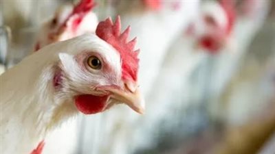 بورصة الدواجن اليوم.. سعر الفراخ البيضاء والبلدي والساسو بالتفصيل