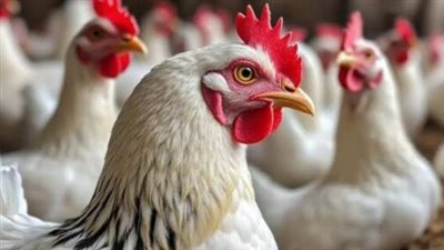 سعر الفراخ والبيض اليوم في الأسواق.. تعرف على أسعار البيضاء والساسو والبانيه