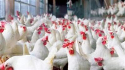 الدواجن والبيض اليوم.. انخفاض سعر الفراخ واستقرار كرتونة البيض