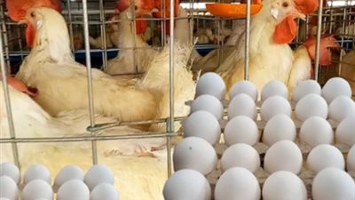 قبل ما تشتري.. تعرف على سعر الفراخ البيضاء والبلدي والساسو وكرتونة البيض