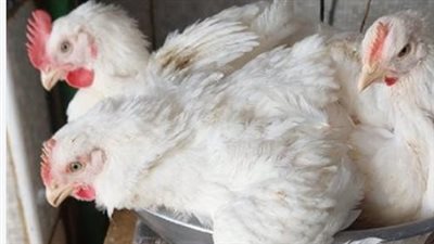 ارتفاع وانخفاض في بورصة الدواجن.. أسعار الفراخ والبيض اليوم الاثنين 14 سبتمبر