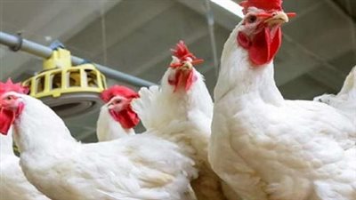 أسعار الدواجن اليوم الاثنين 14 سبتمبر.. الأبيض يتراجع والساسو يصعد والبيض في هذا السعر
