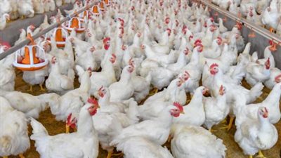 أسعار الدواجن اليوم.. سعر الفراخ البيضاء والساسو والبلدي في الأسواق