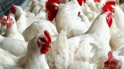 بورصة الدواجن اليوم.. تعرف على سعر الفراخ البيضاء والساسو والبلدي