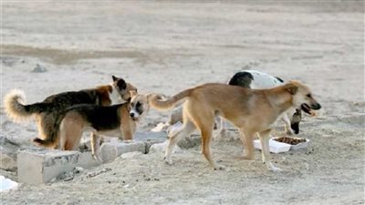 كيف يؤثر إعدام الكلاب الضالة على التنوع البيولوجي والبعد البيئي؟